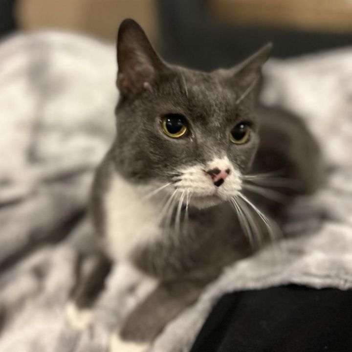 Kit Kat 1