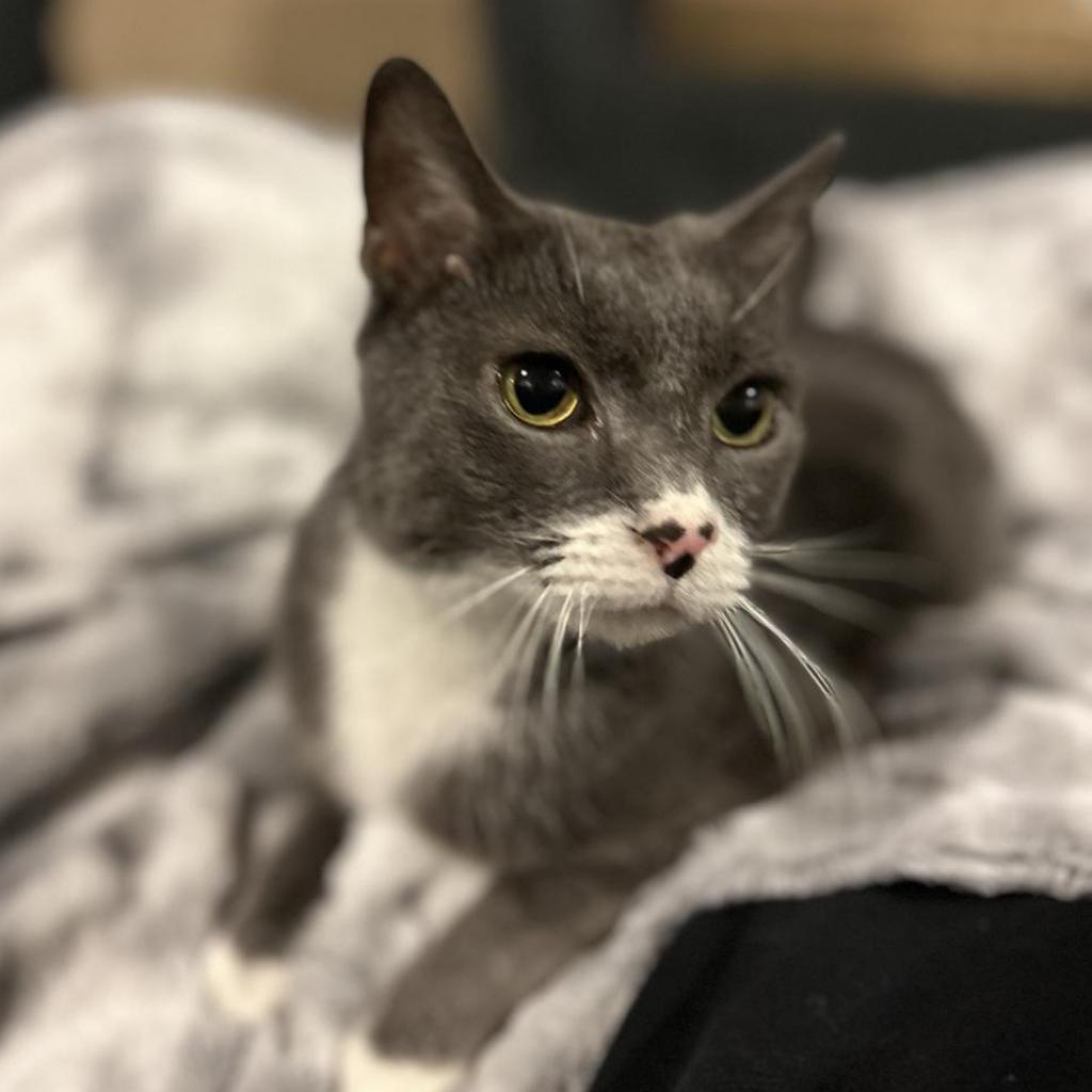 Kit Kat, an adoptable Domestic Short Hair in Bountiful, UT, 84010 | Photo Image 1