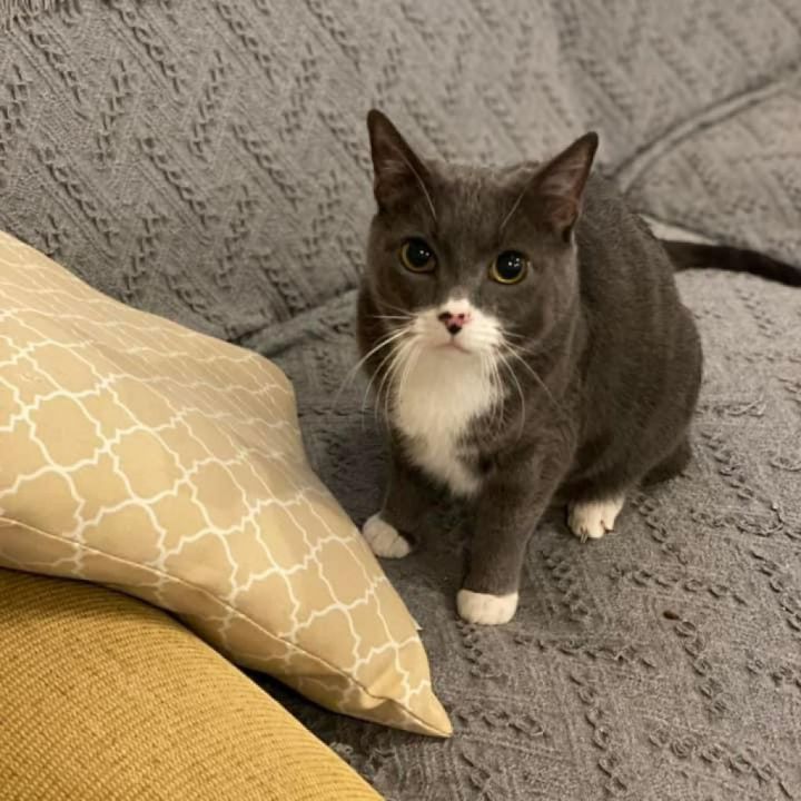 Kit Kat 3