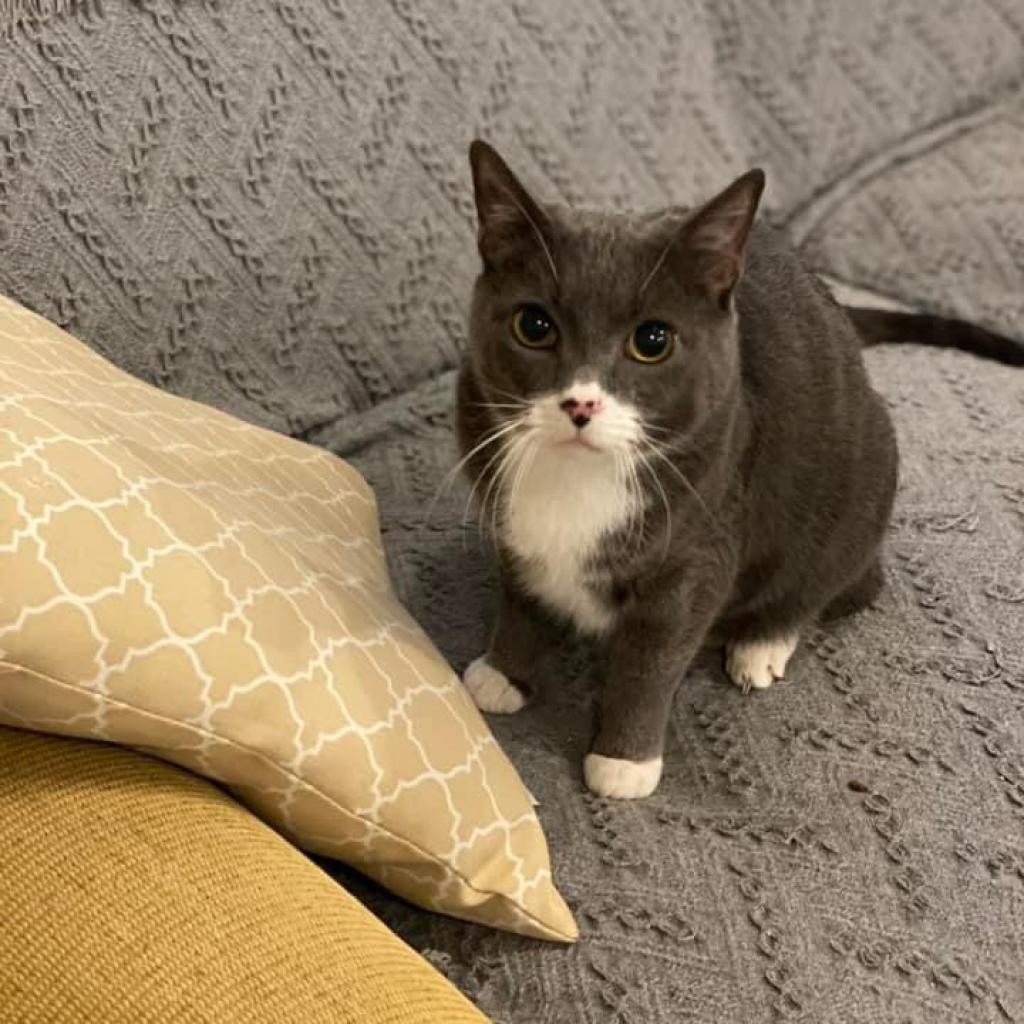 Kit Kat, an adoptable Domestic Short Hair in Bountiful, UT, 84010 | Photo Image 3