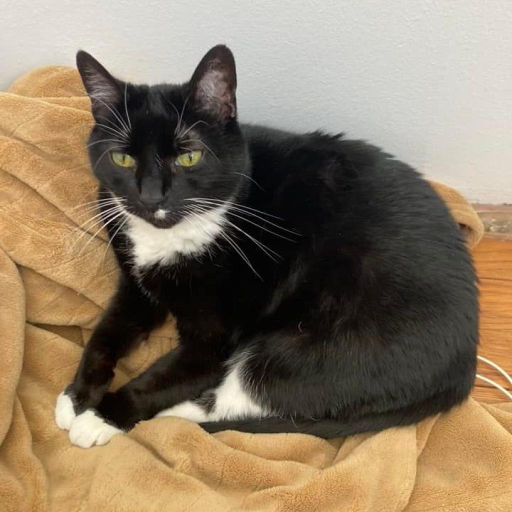 Whiskers, an adoptable Domestic Short Hair in Bountiful, UT, 84010 | Photo Image 2