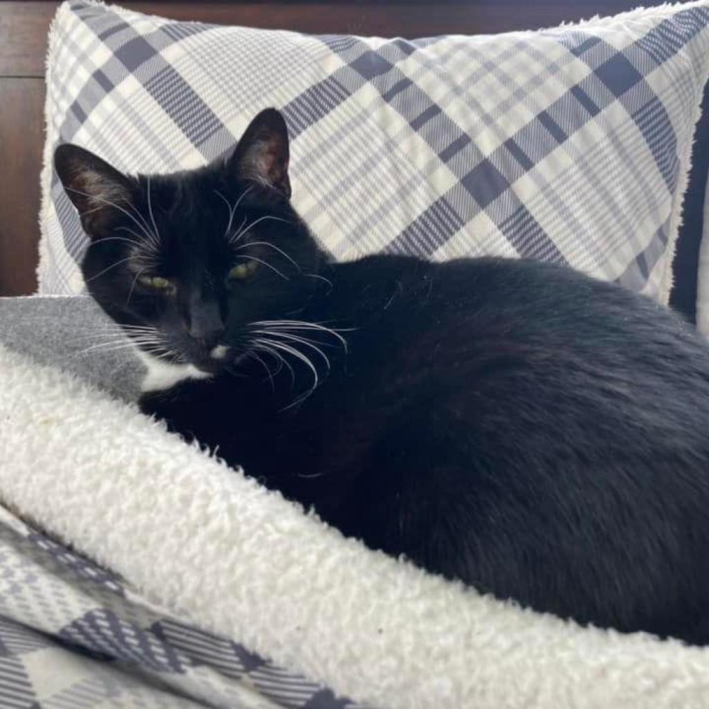 Whiskers, an adoptable Domestic Short Hair in Bountiful, UT, 84010 | Photo Image 3