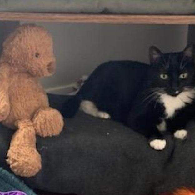 Whiskers, an adoptable Domestic Short Hair in Bountiful, UT, 84010 | Photo Image 6