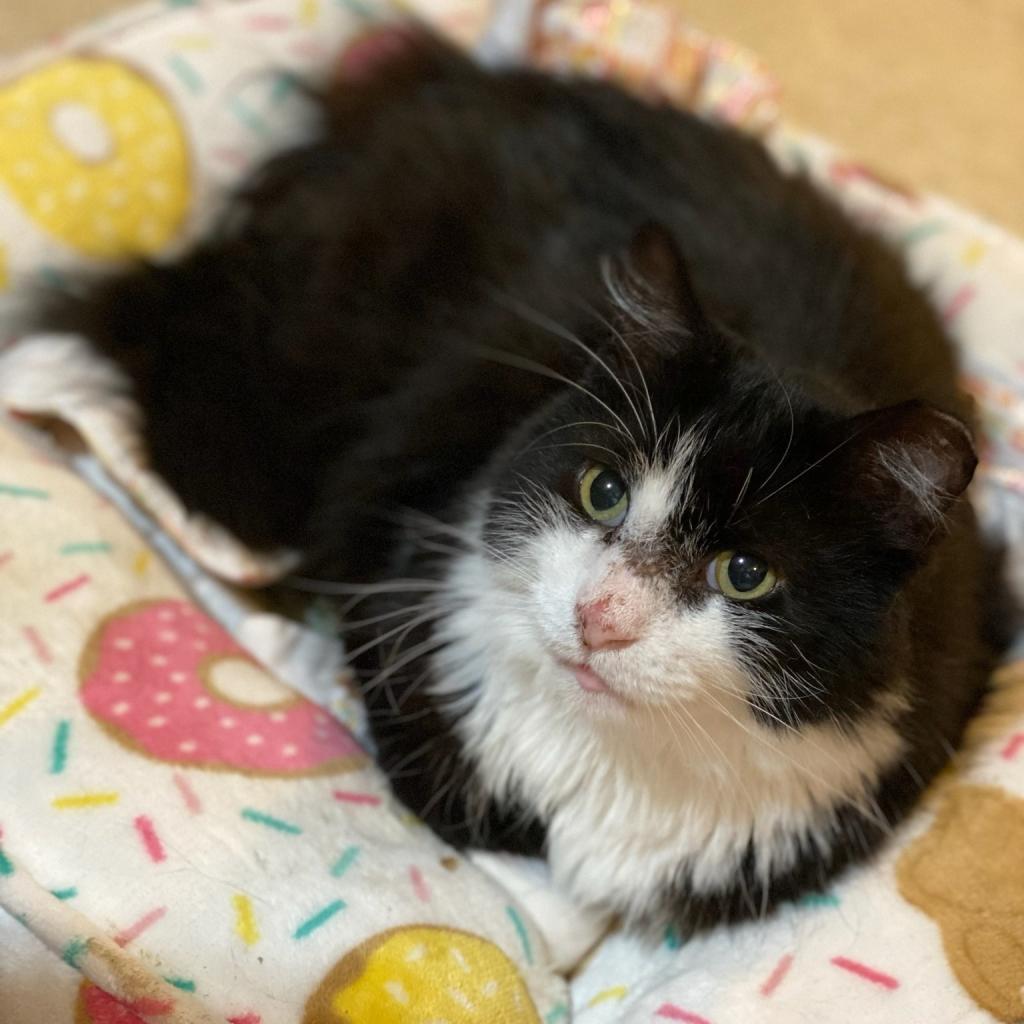 Meow, an adoptable Domestic Long Hair in Bountiful, UT, 84010 | Photo Image 1