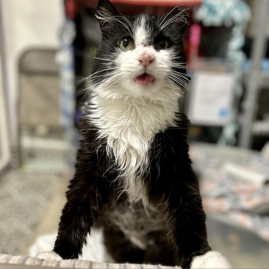Meow, an adoptable Domestic Long Hair in Bountiful, UT, 84010 | Photo Image 3