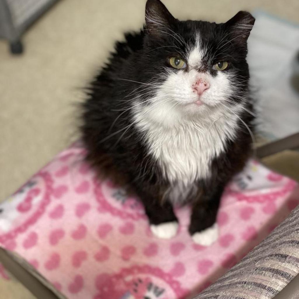 Meow, an adoptable Domestic Long Hair in Bountiful, UT, 84010 | Photo Image 4