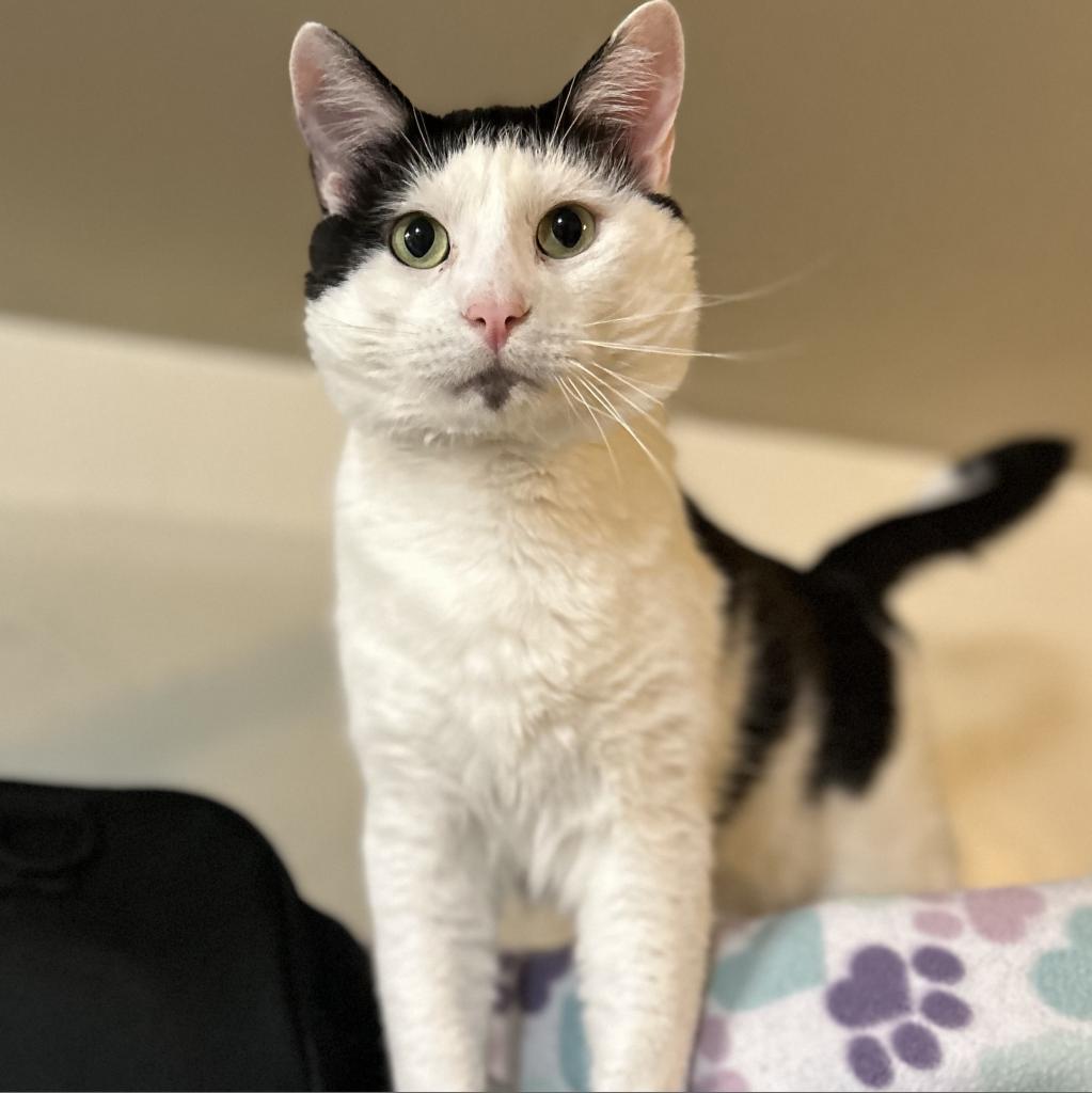 Bean, an adoptable Turkish Van in Bountiful, UT, 84010 | Photo Image 1