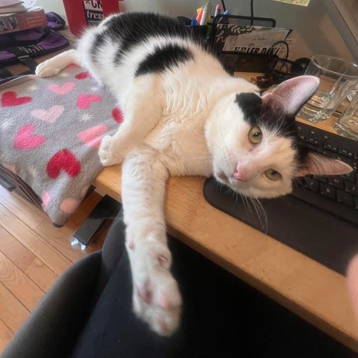 Bean, an adoptable Turkish Van in Bountiful, UT, 84010 | Photo Image 1