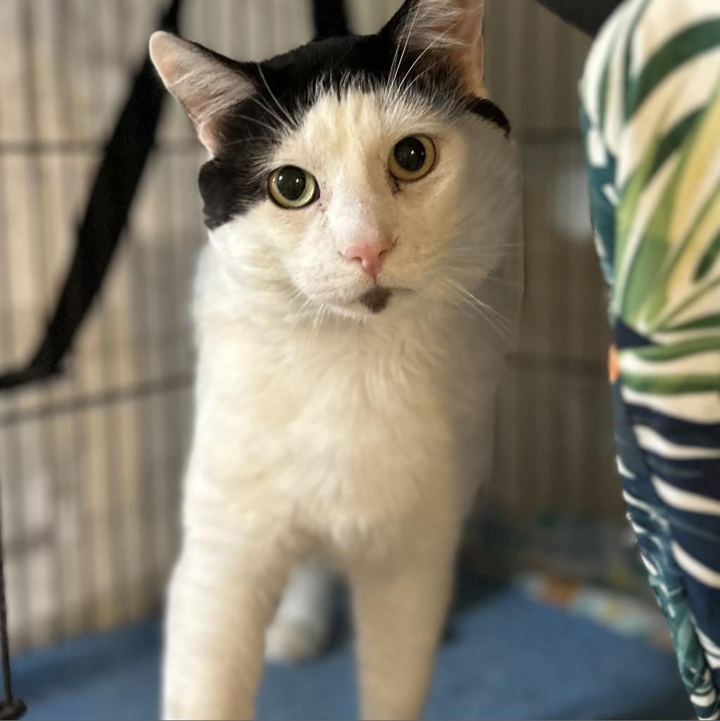 Bean, an adoptable Turkish Van in Bountiful, UT, 84010 | Photo Image 2