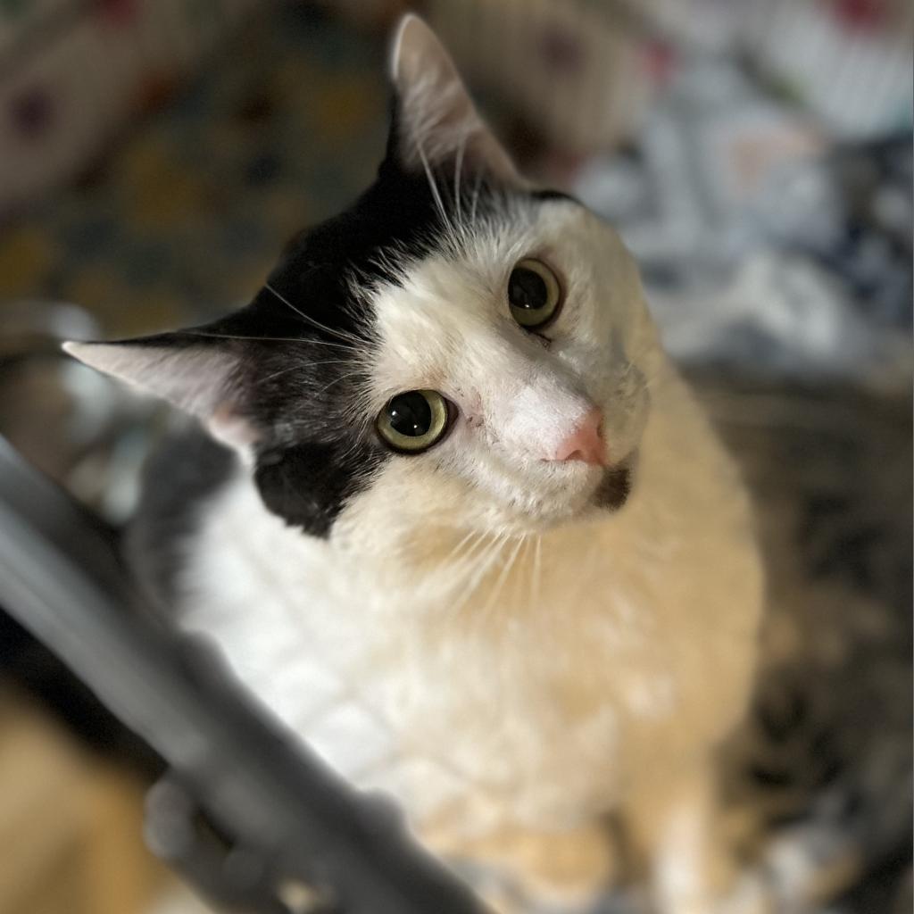Bean, an adoptable Turkish Van in Bountiful, UT, 84010 | Photo Image 3