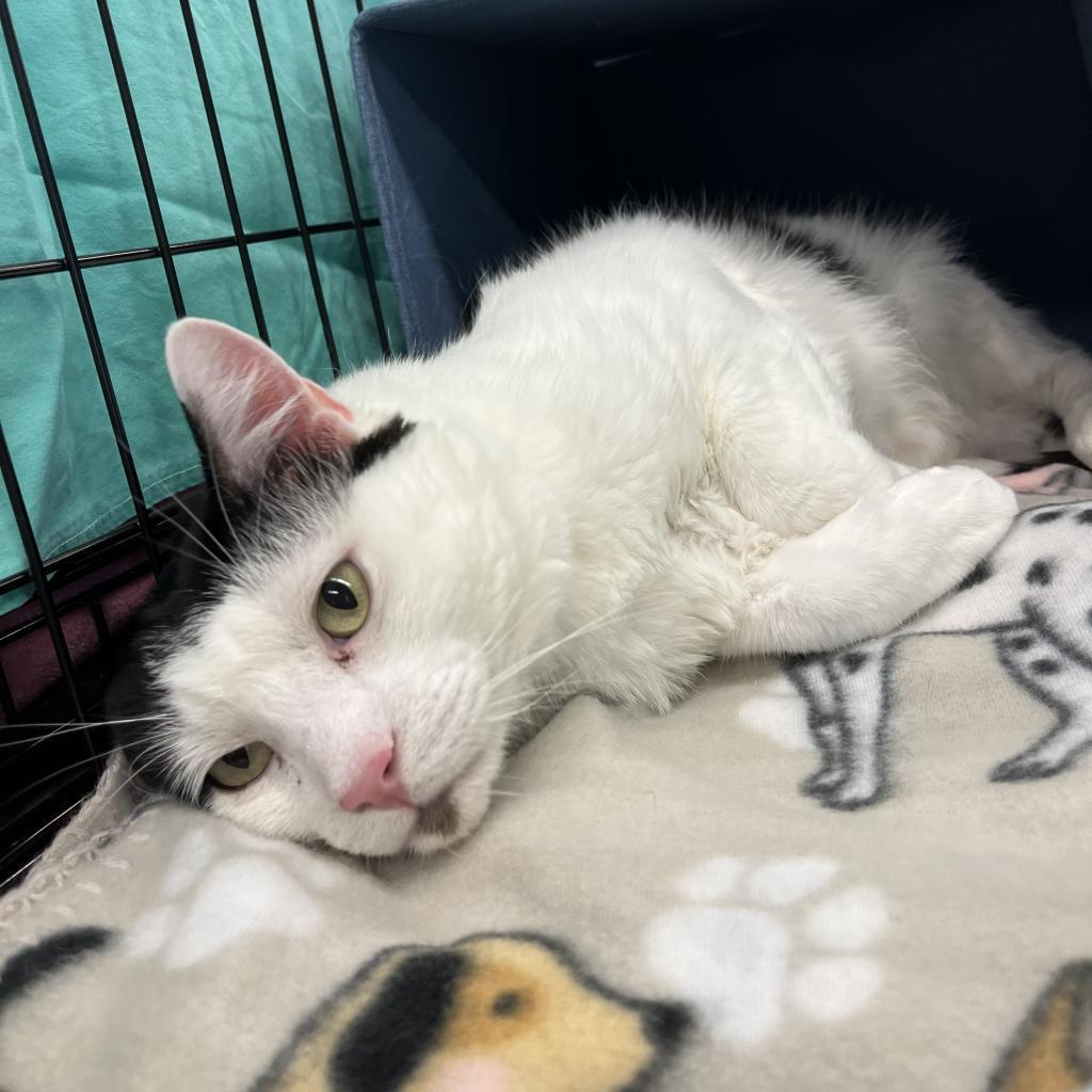 Bean, an adoptable Turkish Van in Bountiful, UT, 84010 | Photo Image 4