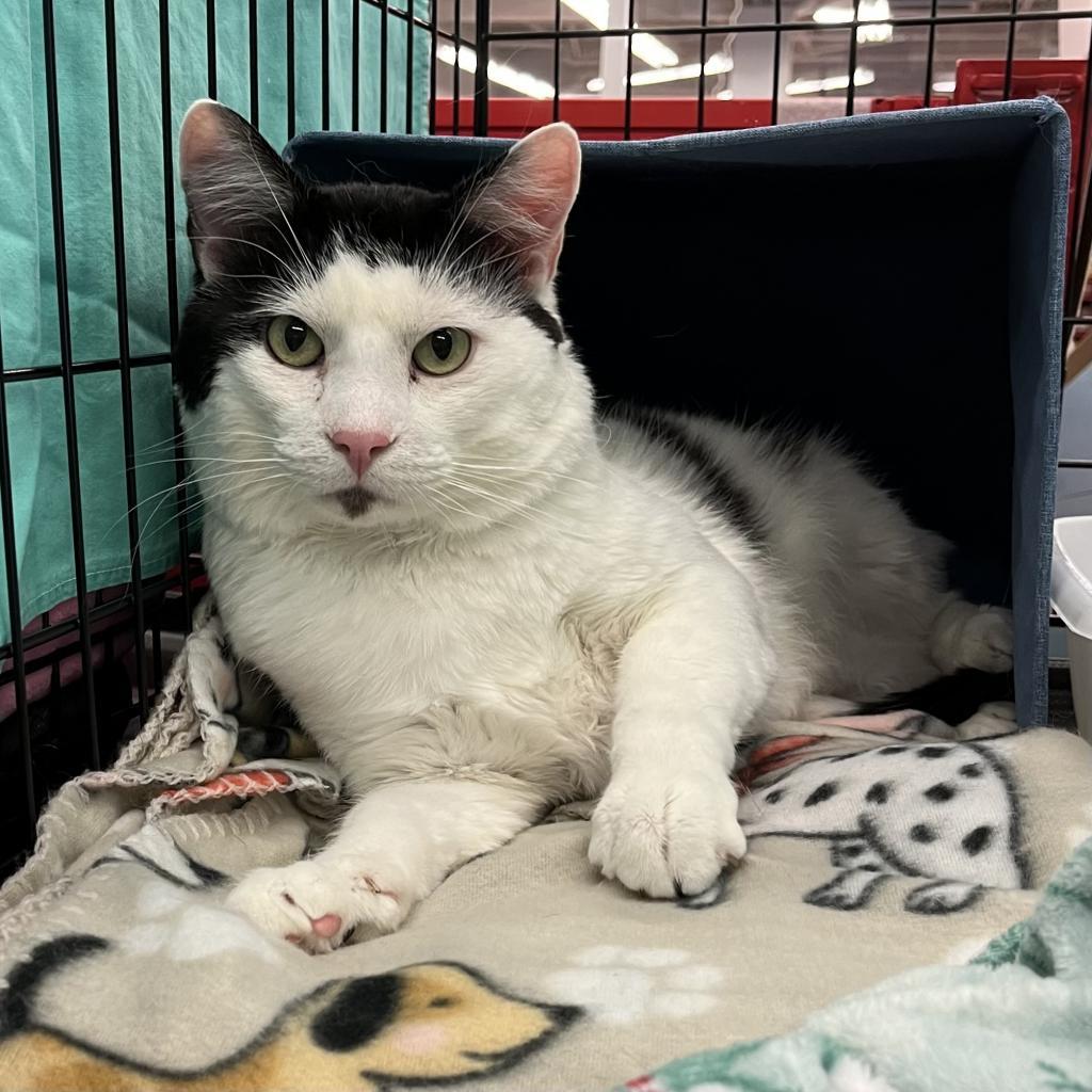 Bean, an adoptable Turkish Van in Bountiful, UT, 84010 | Photo Image 5