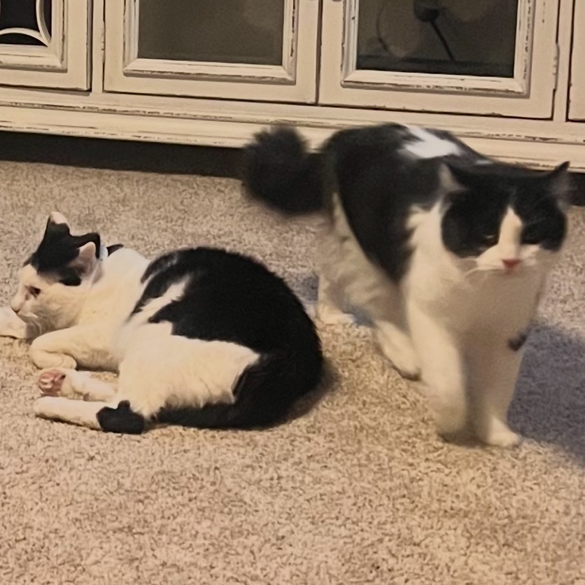 Bean, an adoptable Turkish Van in Bountiful, UT, 84010 | Photo Image 5