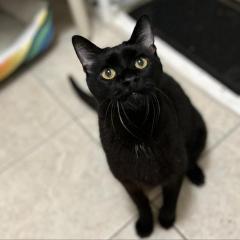 Preston, an adoptable Pixiebob in Bountiful, UT, 84010 | Photo Image 1