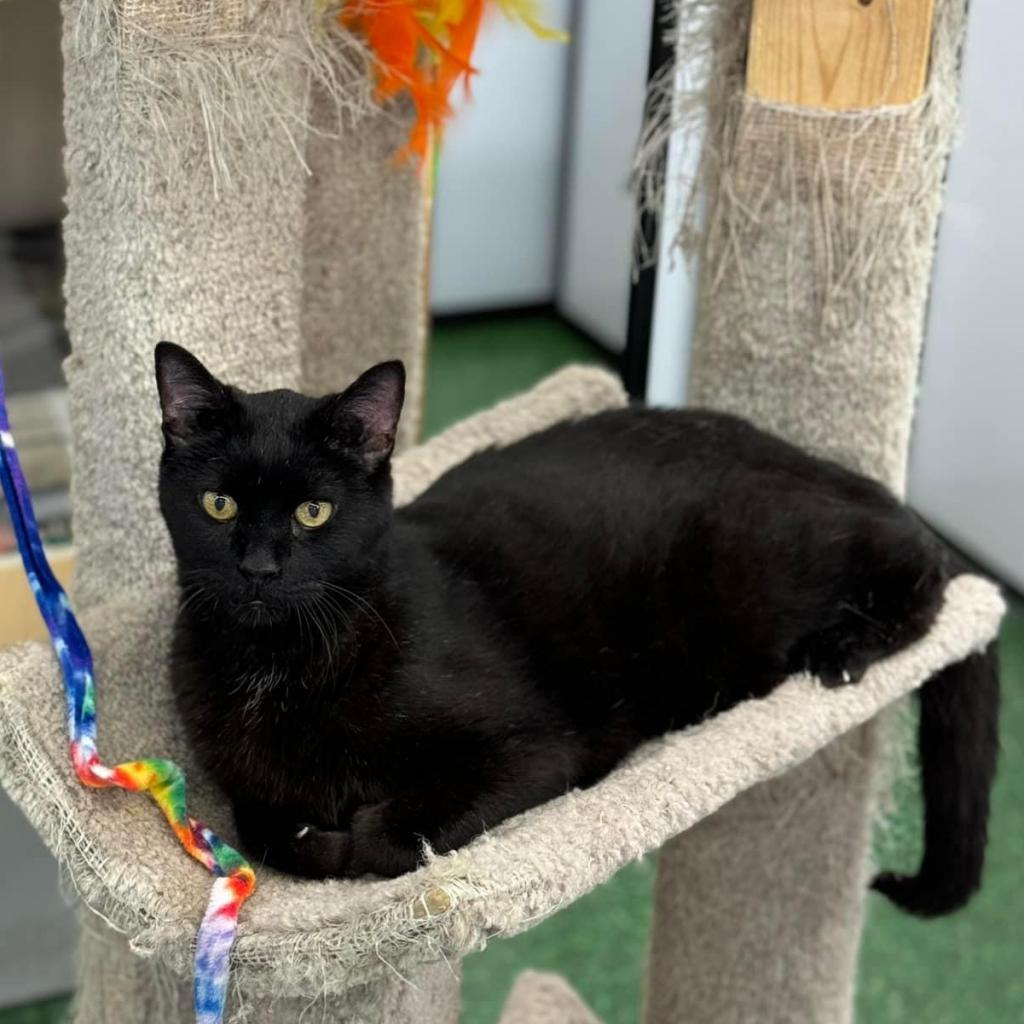 Preston, an adoptable Pixiebob in Bountiful, UT, 84010 | Photo Image 2