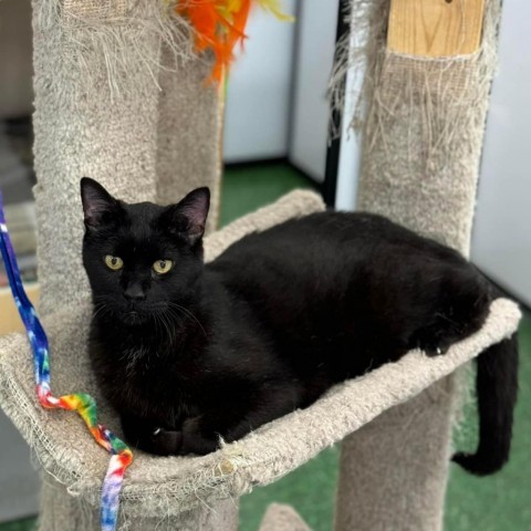 Preston, an adoptable Pixiebob in Bountiful, UT, 84010 | Photo Image 3