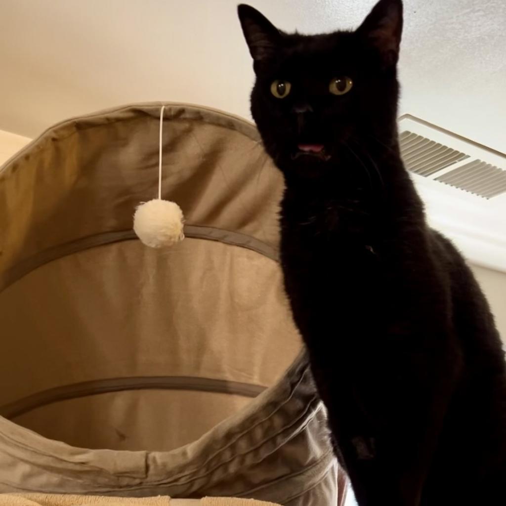 Preston, an adoptable Pixiebob in Bountiful, UT, 84010 | Photo Image 3