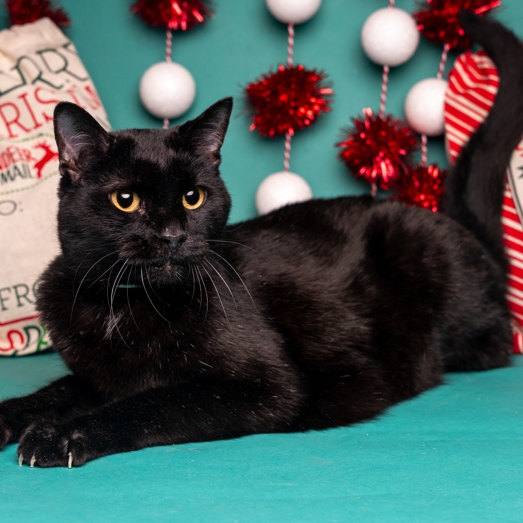 Preston, an adoptable Pixiebob in Bountiful, UT, 84010 | Photo Image 4