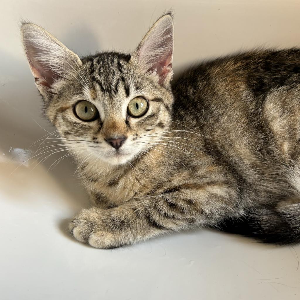 Winnie, an adoptable Egyptian Mau in Bountiful, UT, 84010 | Photo Image 2