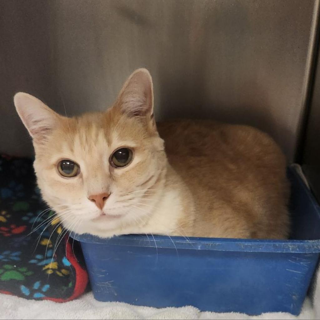 Rudy, an adoptable Domestic Short Hair in Bountiful, UT, 84010 | Photo Image 2