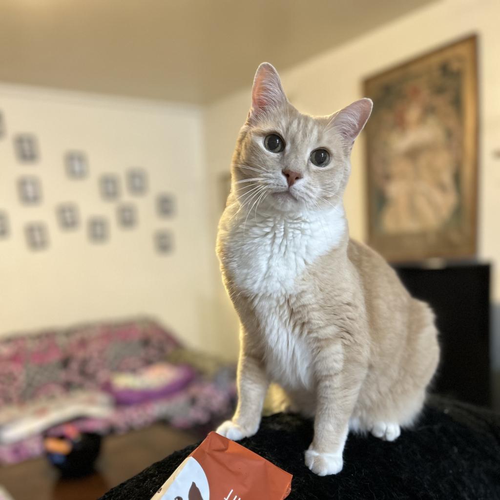 Rudy, an adoptable Domestic Short Hair in Bountiful, UT, 84010 | Photo Image 2