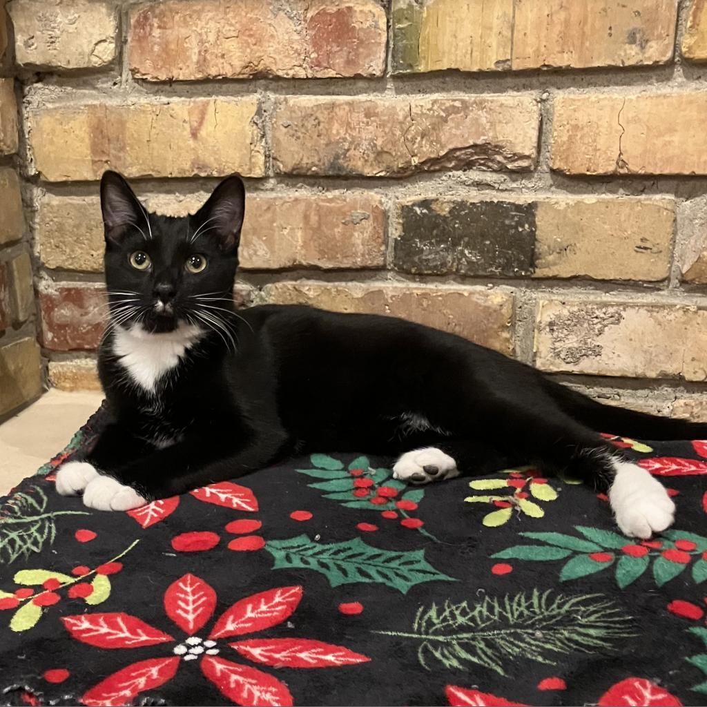 Rocky Jr., an adoptable Domestic Short Hair in Bountiful, UT, 84010 | Photo Image 1