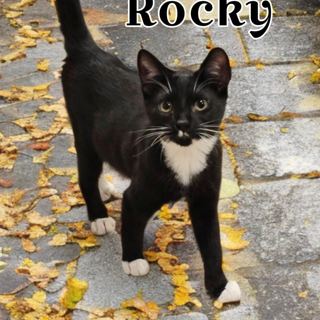 Rocky Jr., an adoptable Domestic Short Hair in Bountiful, UT, 84010 | Photo Image 2