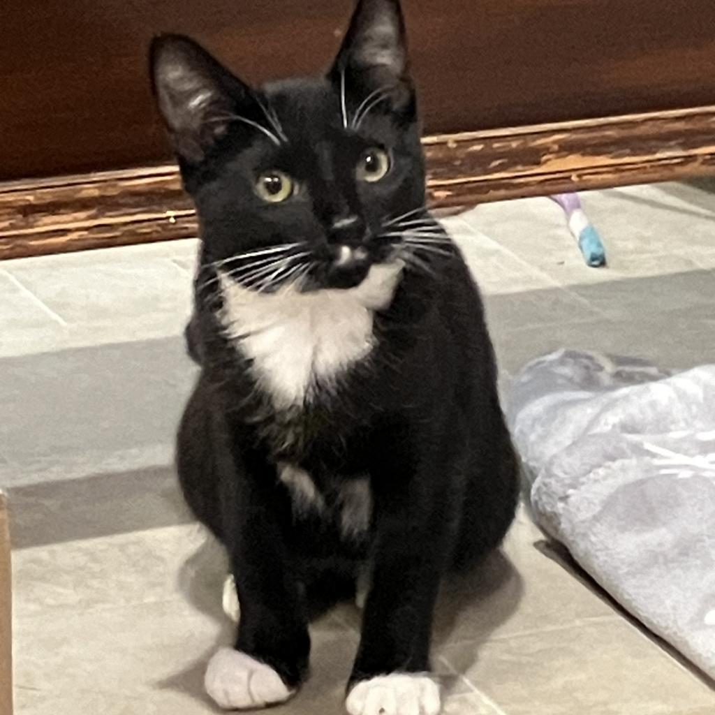 Rocky Jr., an adoptable Domestic Short Hair in Bountiful, UT, 84010 | Photo Image 3