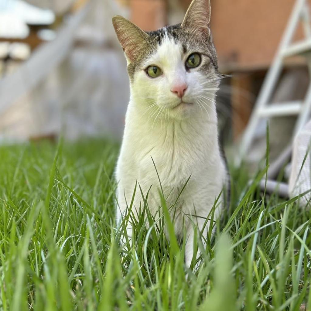 Link (Lincoln), an adoptable Domestic Short Hair in Bountiful, UT, 84010 | Photo Image 3