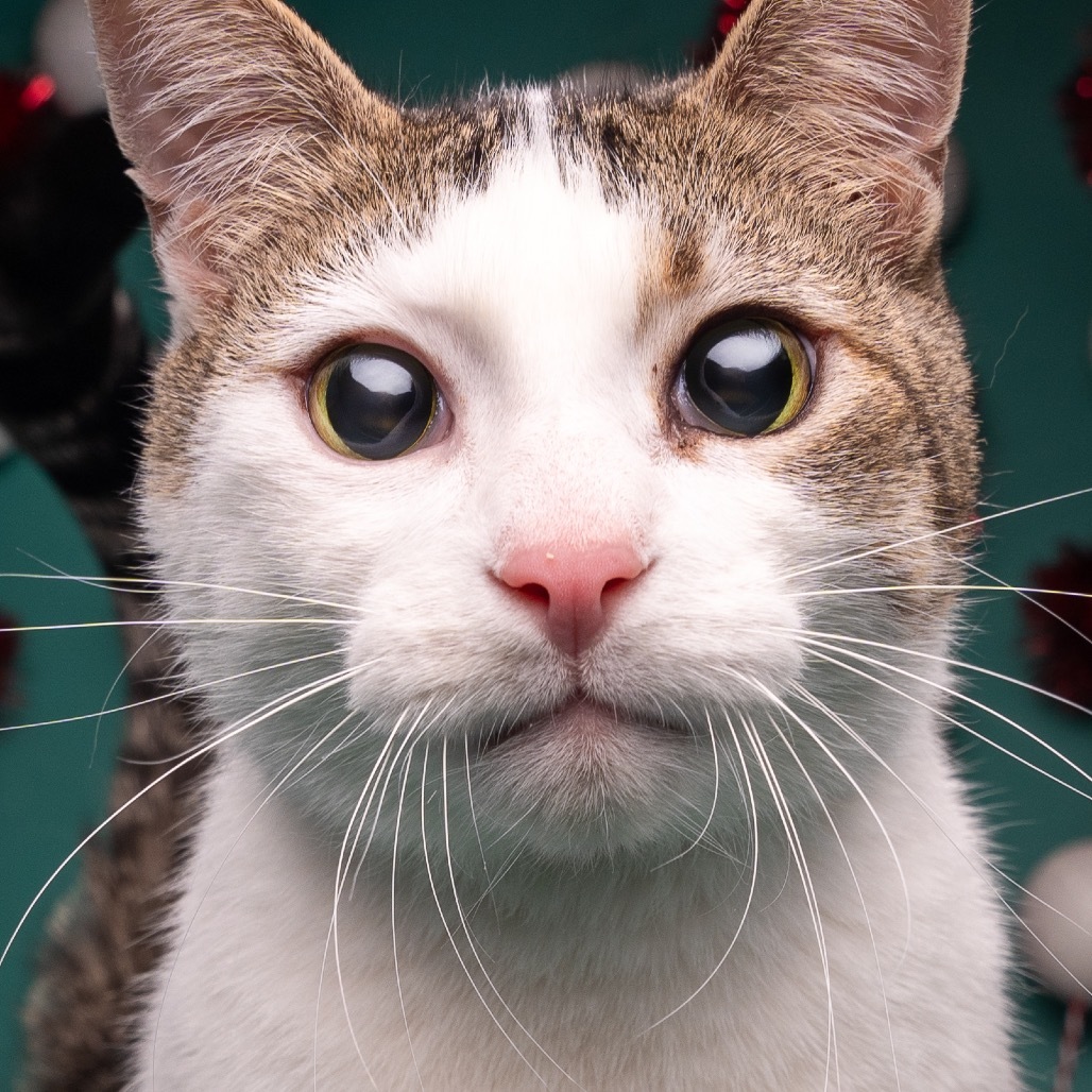 Link (Lincoln), an adoptable Domestic Short Hair in Bountiful, UT, 84010 | Photo Image 4