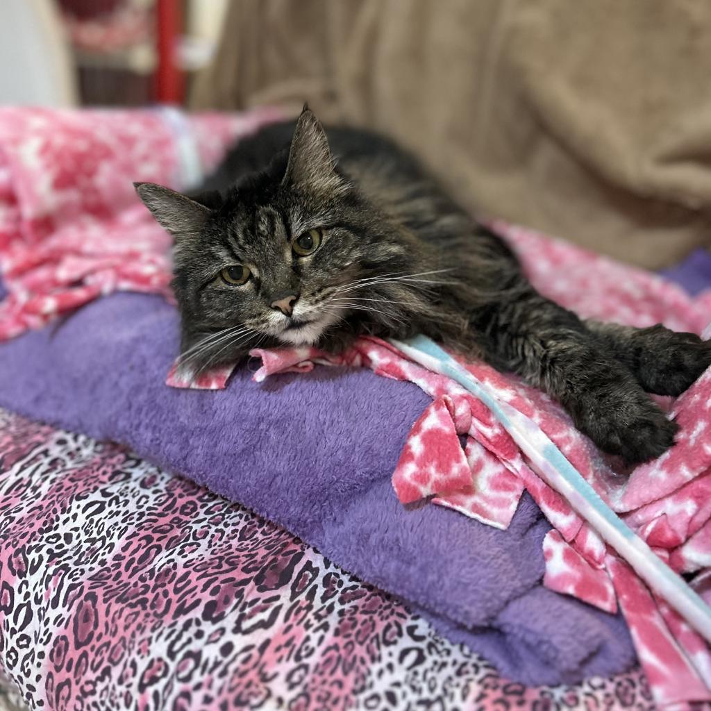Minerva, an adoptable Domestic Long Hair in Bountiful, UT, 84010 | Photo Image 3