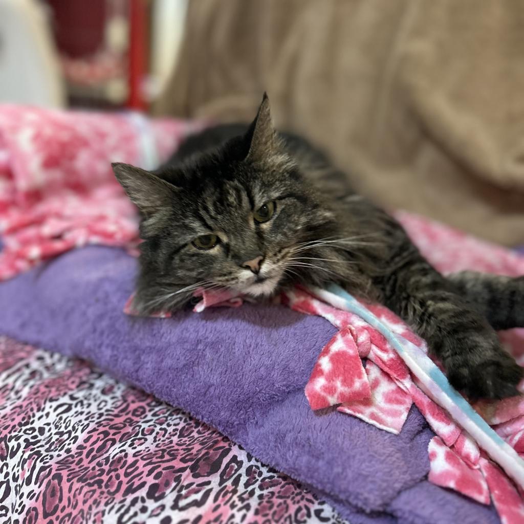 Minerva, an adoptable Domestic Long Hair in Bountiful, UT, 84010 | Photo Image 4
