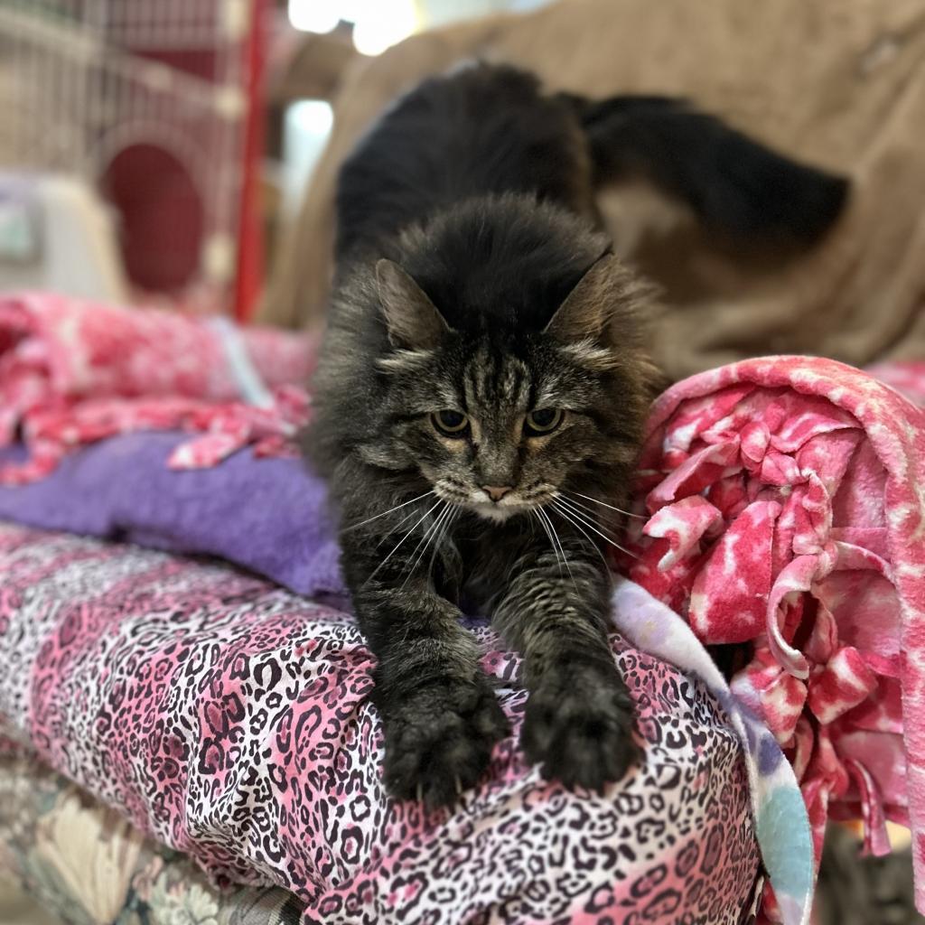 Minerva, an adoptable Domestic Long Hair in Bountiful, UT, 84010 | Photo Image 5