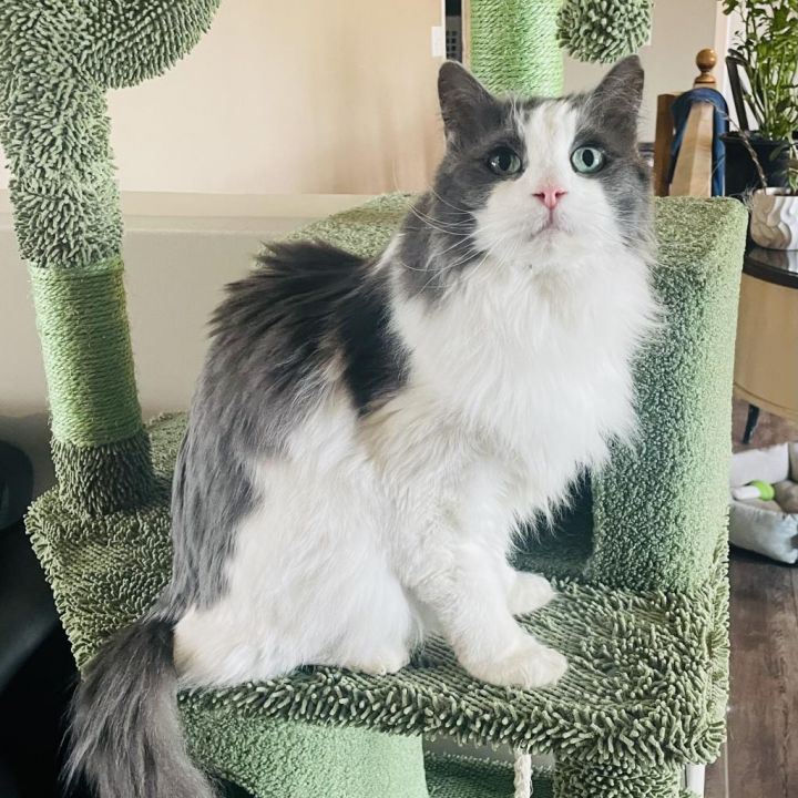 Basil 1