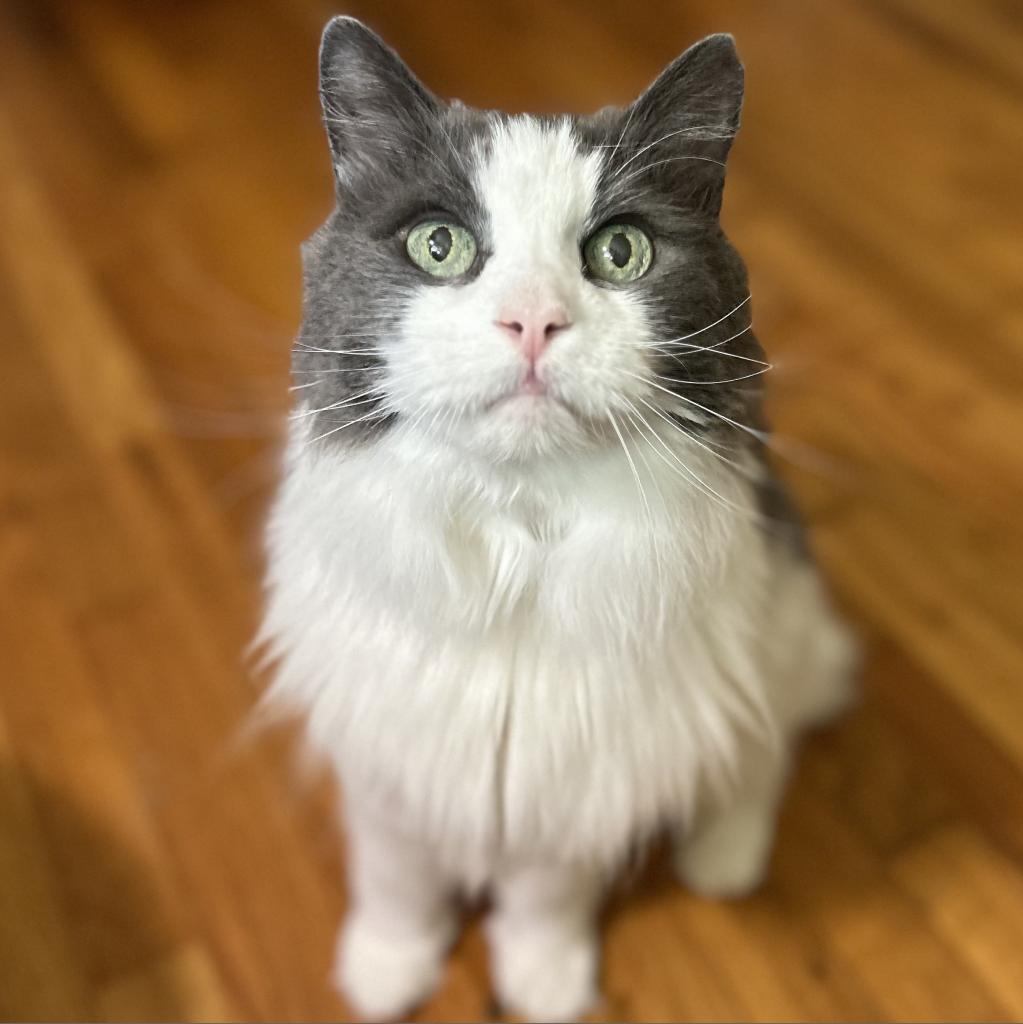 Basil, an adoptable Turkish Angora in Bountiful, UT, 84010 | Photo Image 2