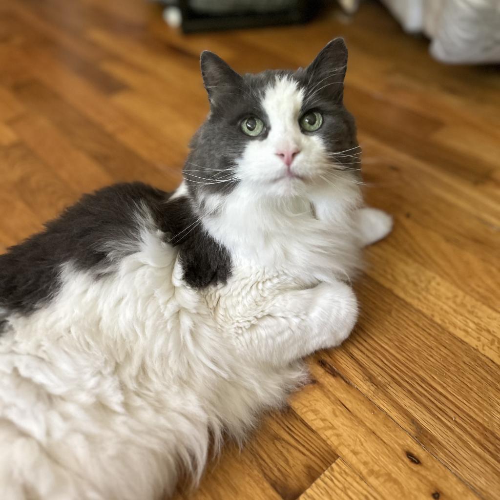Basil, an adoptable Turkish Angora in Bountiful, UT, 84010 | Photo Image 3