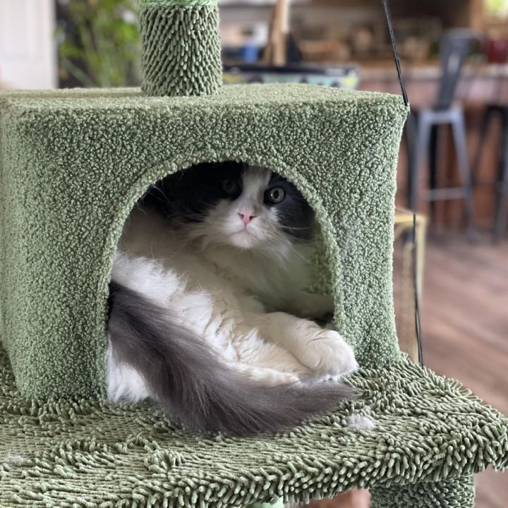 Basil 4