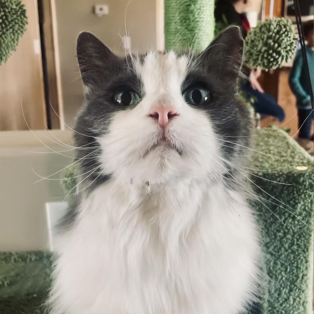Basil, an adoptable Turkish Angora in Bountiful, UT, 84010 | Photo Image 5