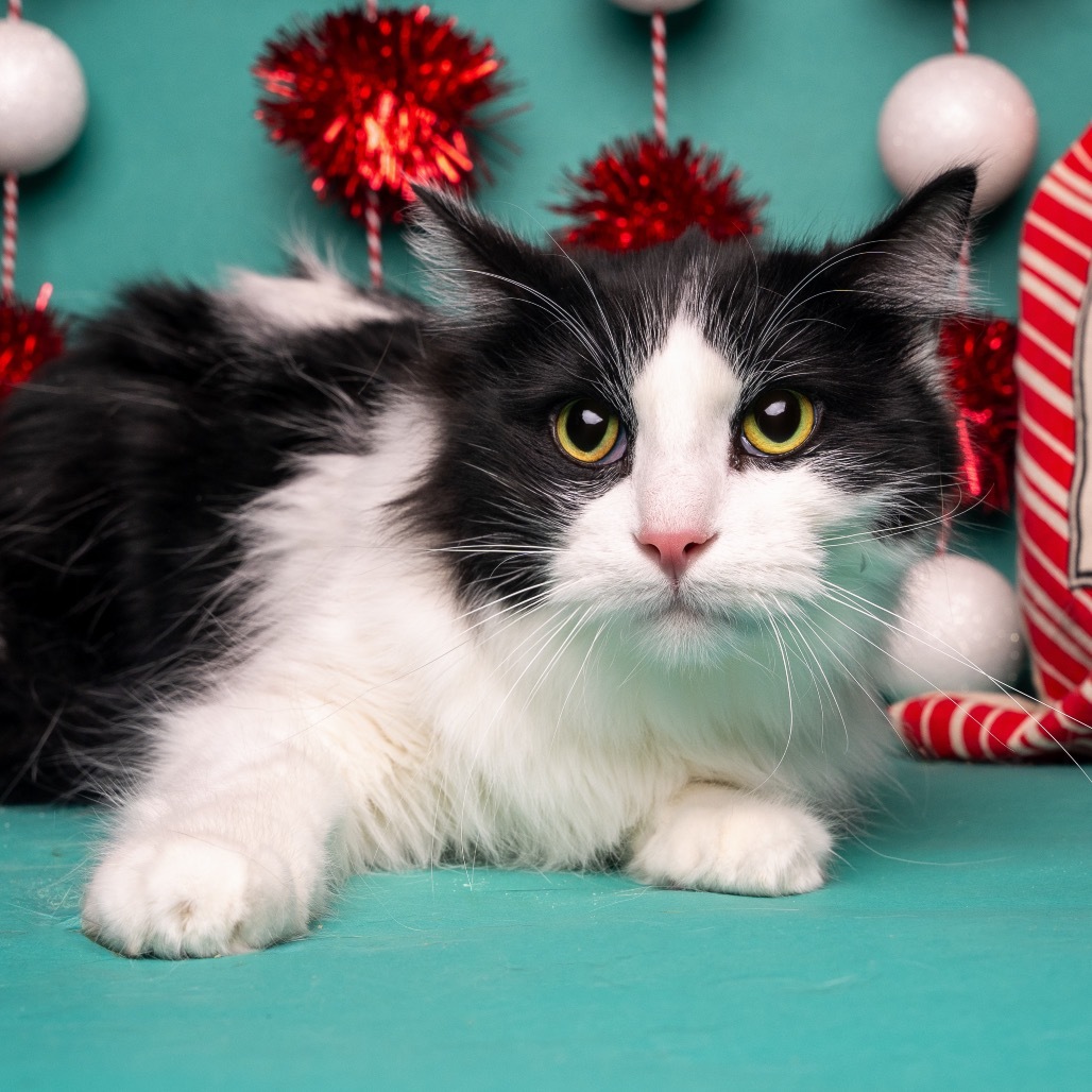 Winkle, an adoptable Domestic Medium Hair in Bountiful, UT, 84010 | Photo Image 1