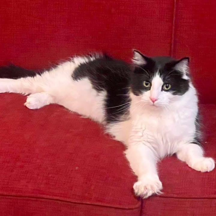 Winkle, an adoptable Domestic Medium Hair in Bountiful, UT, 84010 | Photo Image 1