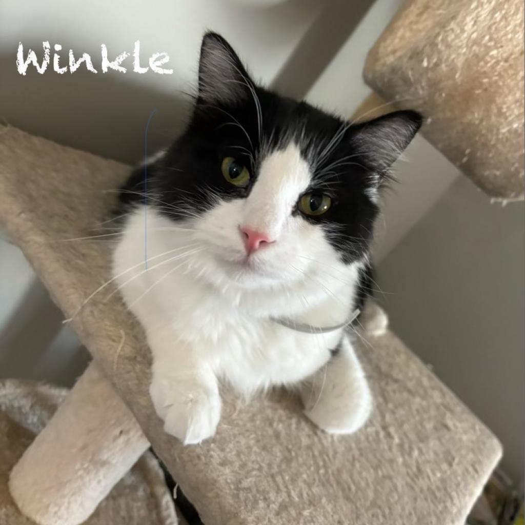 Winkle, an adoptable Domestic Medium Hair in Bountiful, UT, 84010 | Photo Image 2