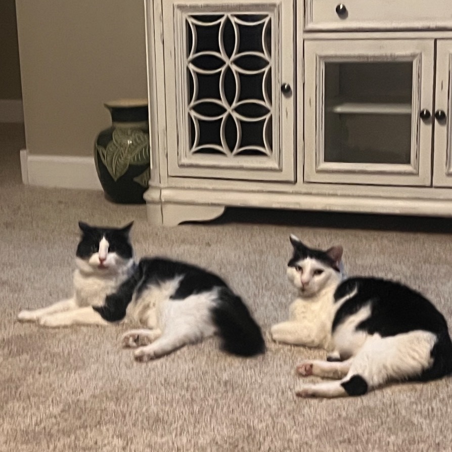 Winkle, an adoptable Domestic Medium Hair in Bountiful, UT, 84010 | Photo Image 4