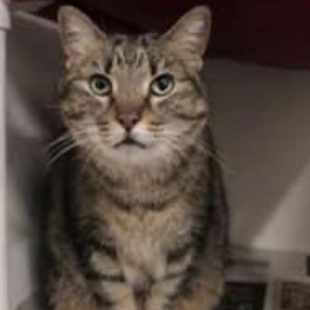 Tuna, an adoptable Domestic Short Hair in Bountiful, UT, 84010 | Photo Image 6