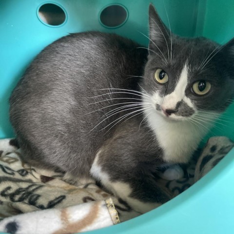 Socks, an adoptable Domestic Short Hair in Spokane, WA, 99202 | Photo Image 1