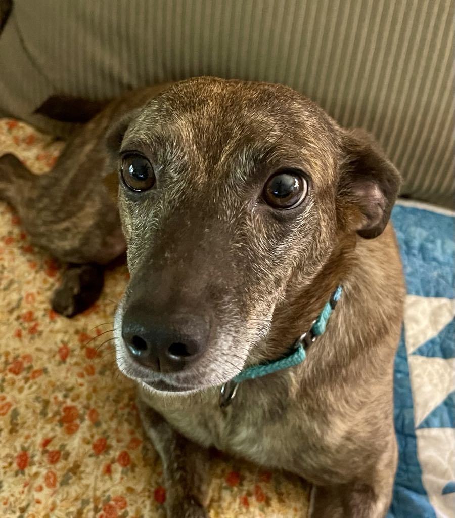 Scout, an adoptable Terrier, Feist in Arlington, VA, 22204 | Photo Image 1