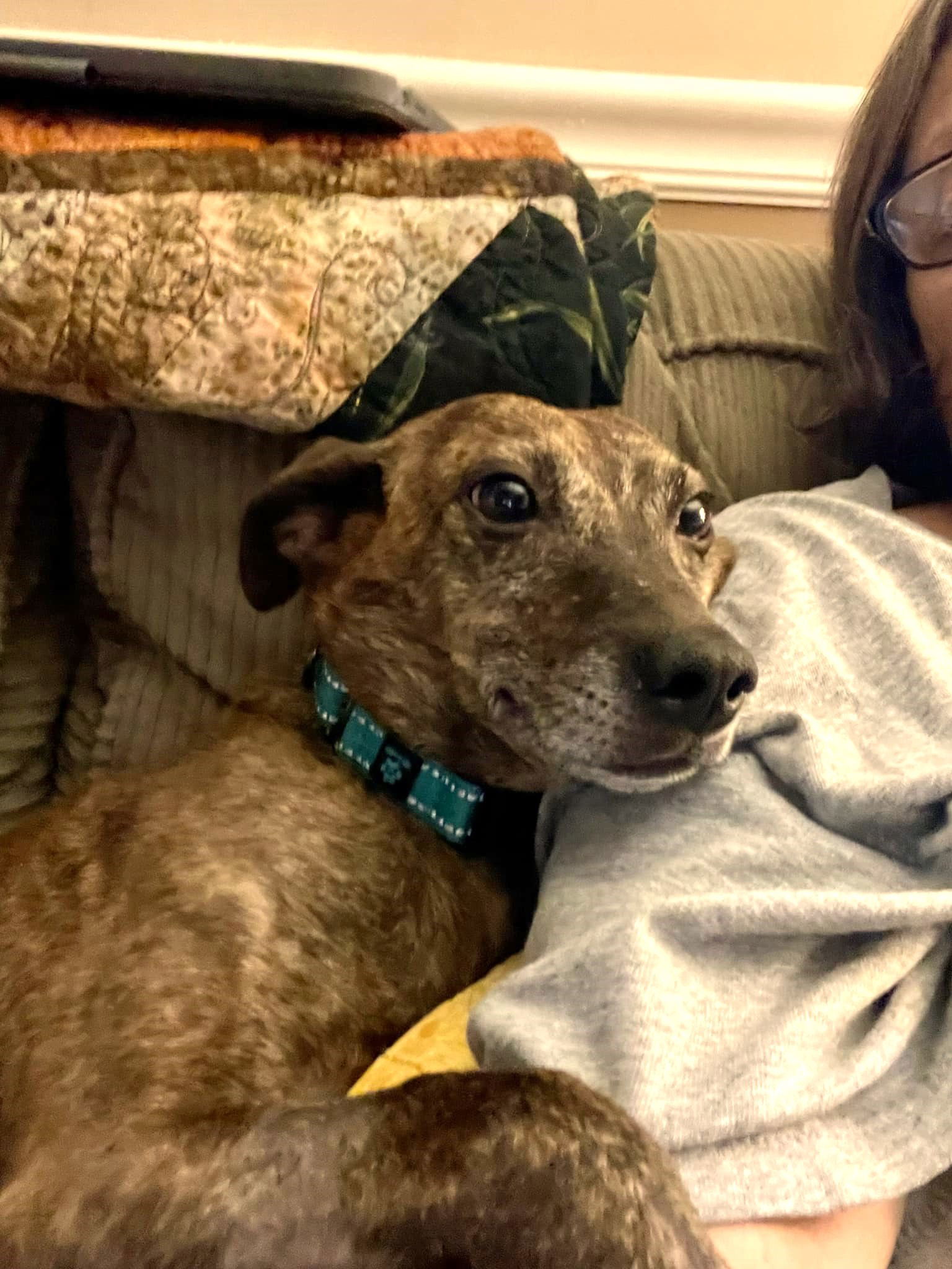 Scout, an adoptable Terrier, Feist in Arlington, VA, 22204 | Photo Image 3