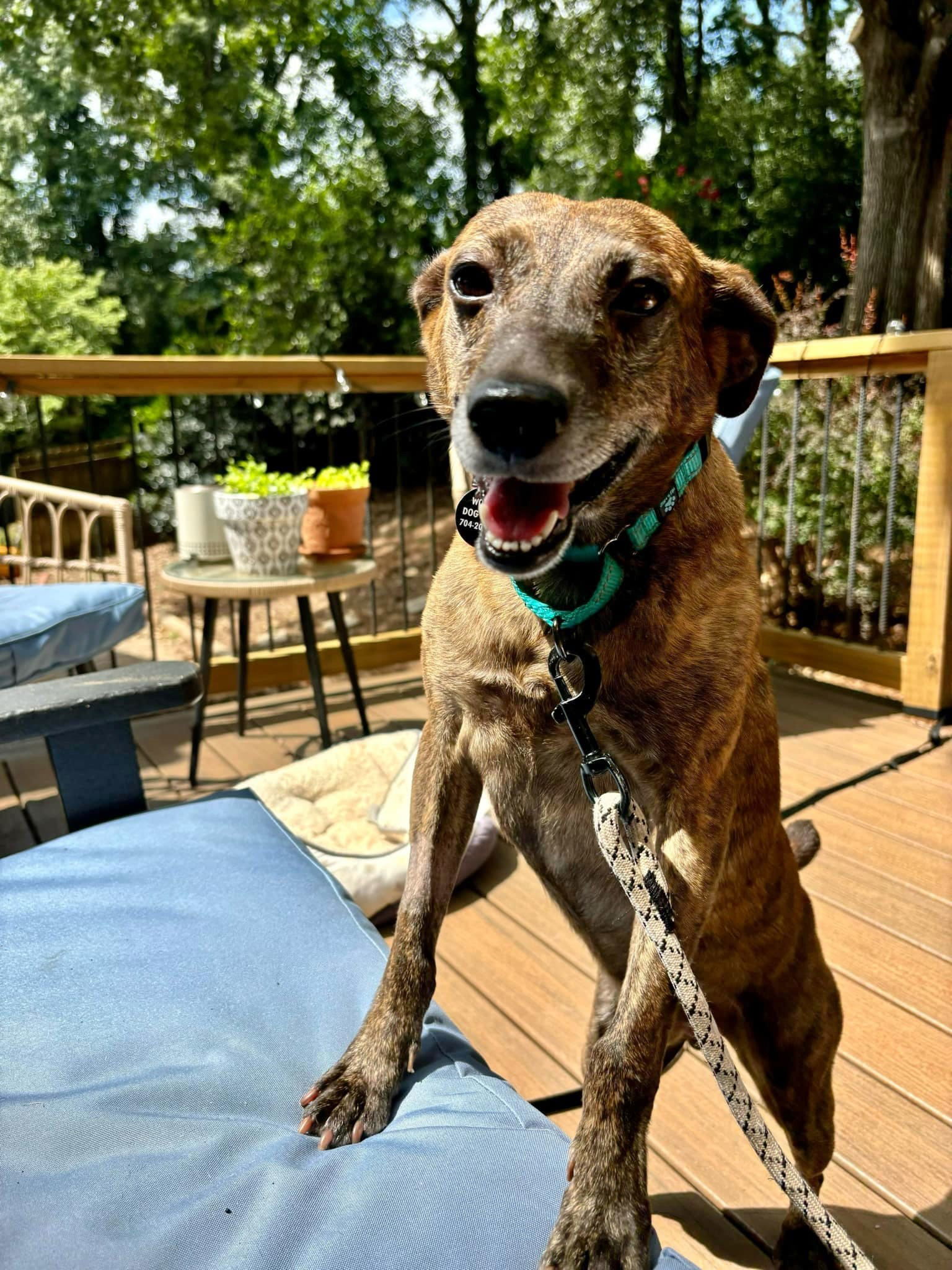 Scout, an adoptable Terrier, Feist in Arlington, VA, 22204 | Photo Image 3