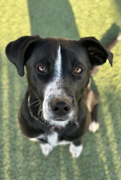 Sami, an adoptable McNab, Mixed Breed in Fresno, CA, 93706 | Photo Image 1