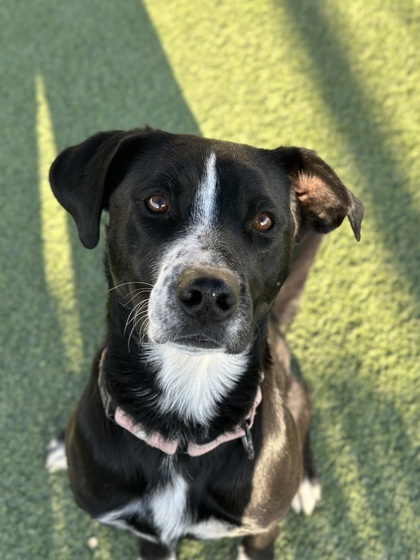 Sami, an adoptable McNab, Mixed Breed in Fresno, CA, 93706 | Photo Image 2