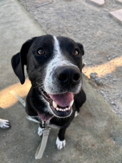 Sami, an adoptable McNab, Mixed Breed in Fresno, CA, 93706 | Photo Image 3